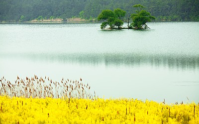 고향의 봄