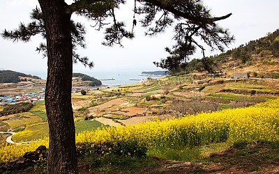 청산도에서..