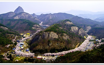 마이산의 벗꽃길