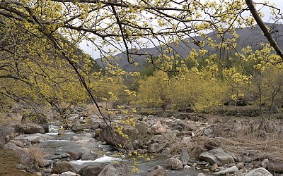 산수유