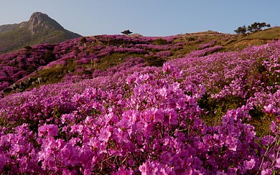황매산