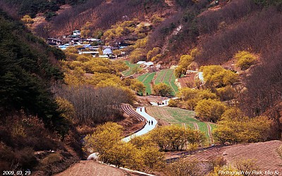 의성 사곡 산수유