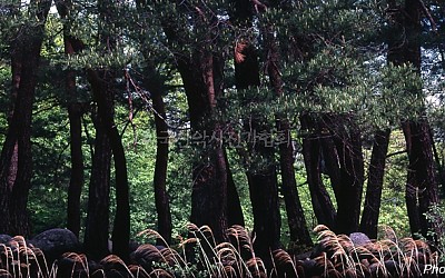 소나무의 봄소식...