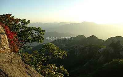 철닥서니 없는단풍~
