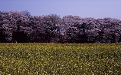 경주의 봄 - 반월성