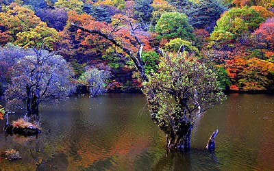 주산지의 아침