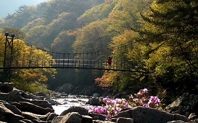 지리산 달궁 신록과 철쭉