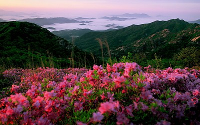 황매산 철쭉