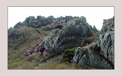 주작산의 봄