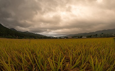 세벽들녘