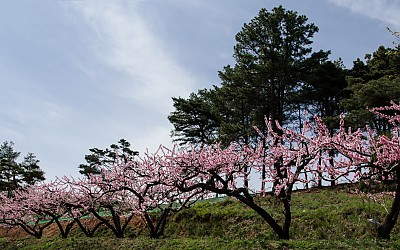 봄