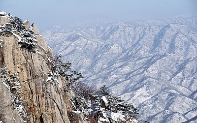 소나무, 깊은 골을 그리워하다