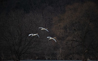 고니 스케치