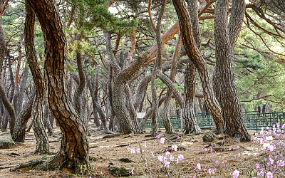 삼릉소나무숲