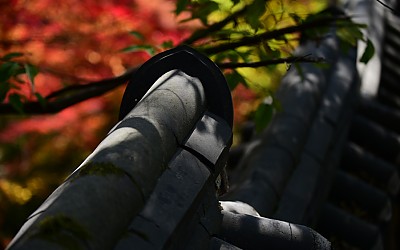 가을담장.