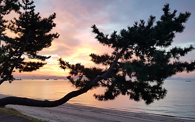와송.