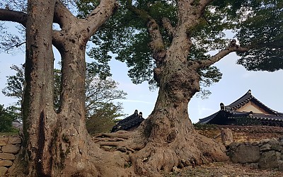 연리근.