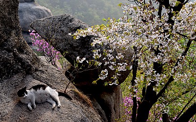 산고양이의 정원