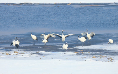 학춤 부창부수(Unison - call)