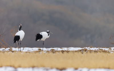 올해 두루미 사진....