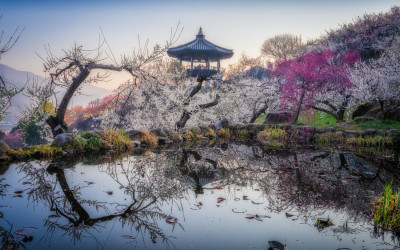 홍쌍리 청매실농원