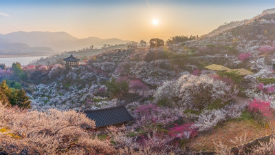 광양 매화 축제장