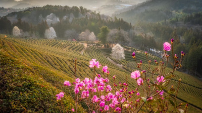 보성 녹차밭 풍경