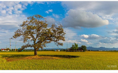 가을 들녘 팽나무