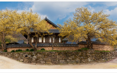 삼광사 산수유