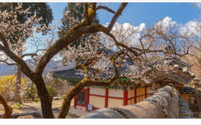 선암사