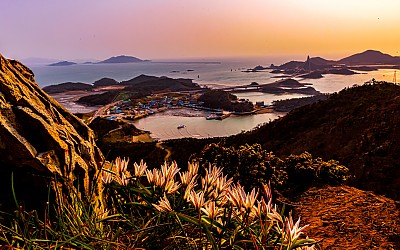 신시도 산자고 풍경