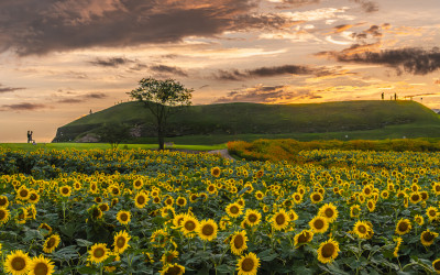 호로고루성 해바라기