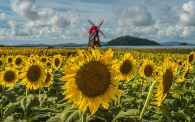 교동도 난정리 해바라기