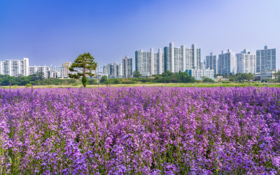 보라색유채