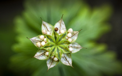 너도바람꽃 씨방