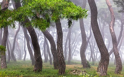 한국 솔밭공원