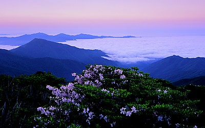 철쭉과 운해(지리산)
