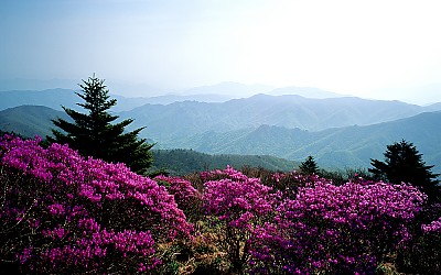 참꽃(덕유산)