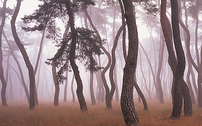 새벽 송림(경주 남산)