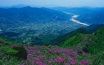 형제봉(성제봉) 철쭉
