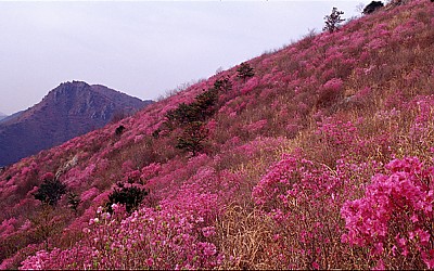 영취산의 봄(영취산)