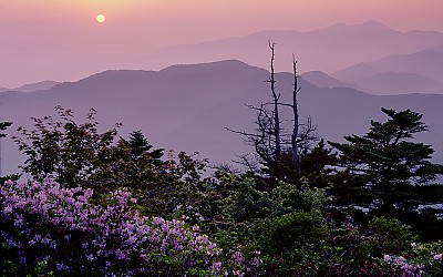 고사목을 보다 1(지리산)