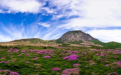 한라산의 봄