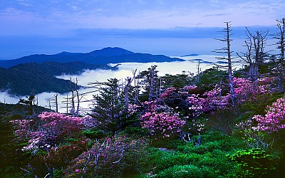 제석봉 철쭉