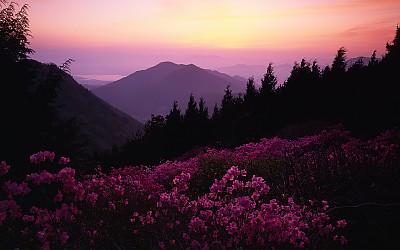 천주산의 봄