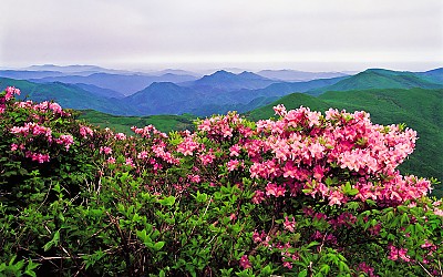 함백산 철쭉