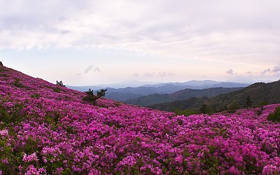 초암산의 봄