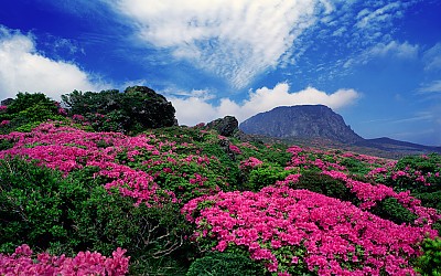 한라산의 봄