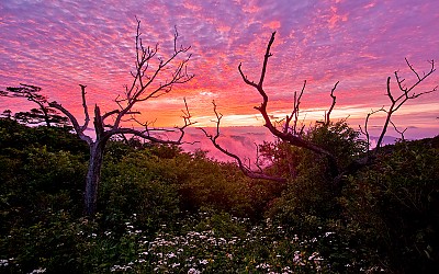 지리산 야생화