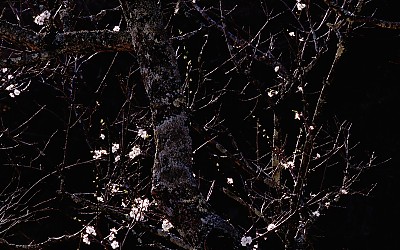 Spring Tree